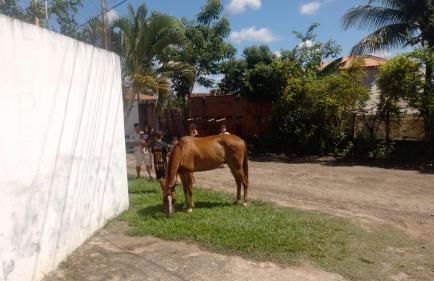 Chacara Oliva - Foto 30