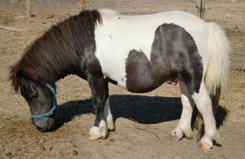 Monte Chalaça - Turismo Rural - Foto 30