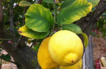 Can Pardal - Foto 40