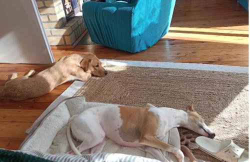 Widny Jaś zaprasza z psem nad jezioro na Kaszubach - Foto 17