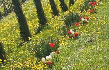 Bergchalet Mirabell - Hofgut - Foto 41