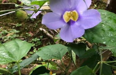 Casa de campo com cachoeira no quintal - Foto 46
