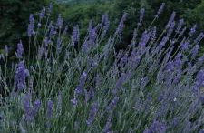 Apartments in the Istrian village - Foto 23