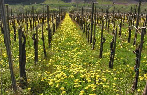 Ferienwohnung Rivaner - Foto 46