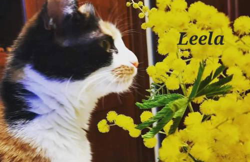 Il Casale di Lucullo - Foto 54