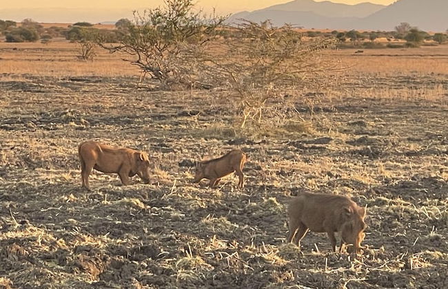 Caster JKIA Homes - Foto 75