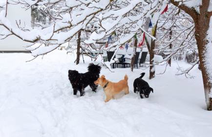 Three Little Birds Suite - Foto 54