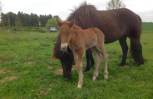 Ferienwohnung Zweinig 01 - Foto 20
