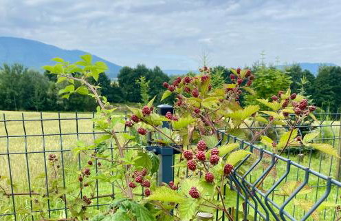 Zaczarowane Wzgórze - Domek w Beskidach - Foto 31