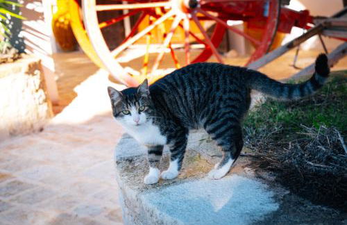 Masseria Pilano - Foto 50