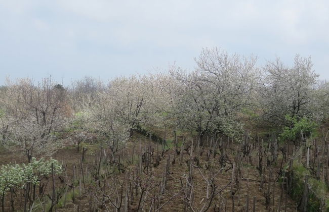 Le Case del Merlo - Foto 28