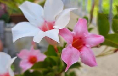 Miuti Residence - Foto 35