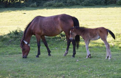 The Apothecary - Foto 28