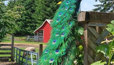 Four Wheels Farm - Foto 3, Garden