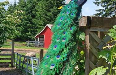 Four Wheels Farm - Foto 3