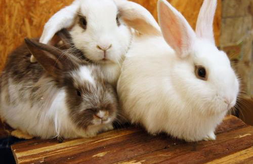 Ferienhof Schwienhorst - Foto 7