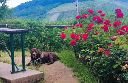 Ferienhaus Leopold mit Burgblick an der Mosel - Foto 79