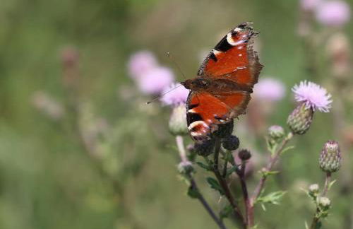 Bienenwagen Weitblick, Kamin, Sauna ganzjährig nutzbar - Foto 27