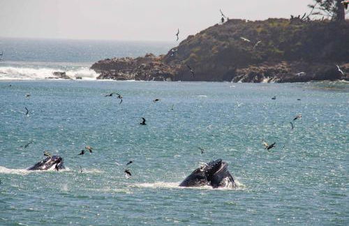 Oakwood Lodge - Foto 54