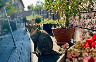 Falkenwohnung - Foto 23