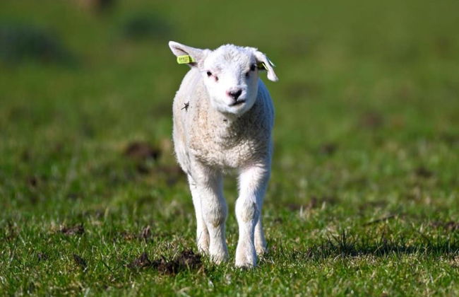 Apartment on Texel Near De Koog Beach - Foto 32