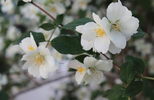 Can Mossènyer - Foto 76