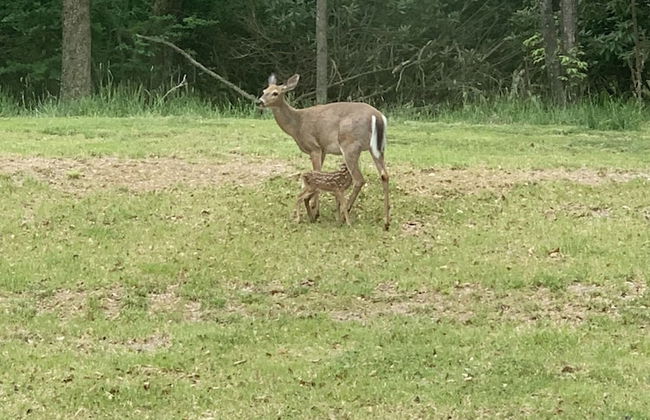 Pocono Retreat: Lake, Firepit, Bbq, Gameroom, Ski 4 Bedroom Home by RedAwning - Foto 23