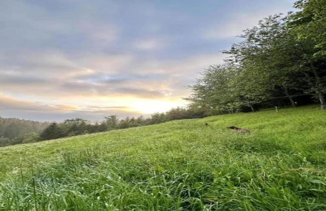 Elegante Ferienwohnung mit Aussenpool Schwarzwald - Foto 34
