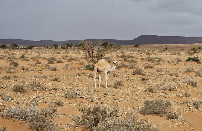 Tour de 2 días por el desierto de El Borj desde Agadir - Foto 22