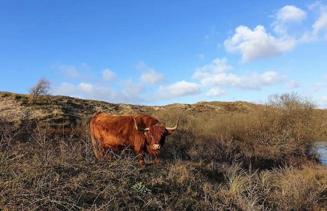 Holiday Home Egmond Near Beach - Foto 21