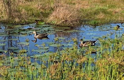 Lakefront Home Where You Can Retreat and Relax - Foto 31