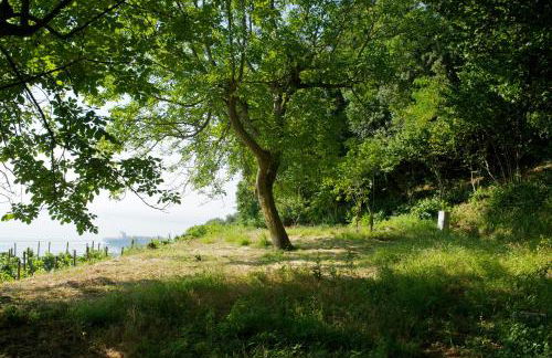 Sopra il Limoneto - Foto 28