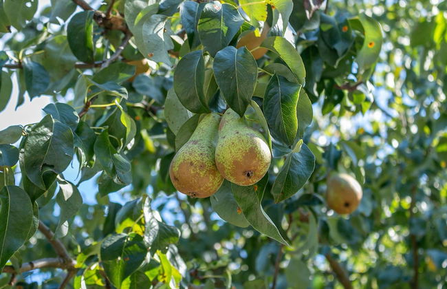 Hillcrest Lodge - Foto 7