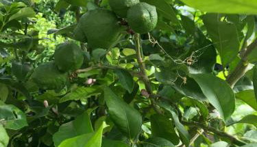 Sweet Dreams - Studio Apartment - Foto 5, Garden