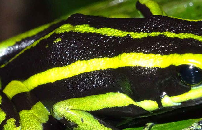 Senderismo nocturno por la selva amazónica - Foto 2