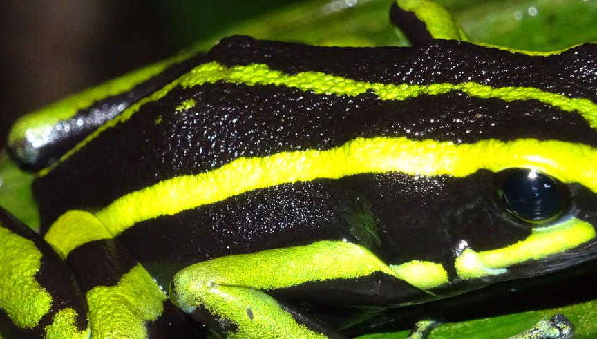 Amazon Night Hike - Foto 2