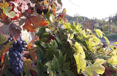 Casale Mansano - Natura e relax nelle colline - Photo 78