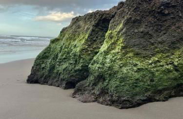 House in Ponta Garça - Photo 6