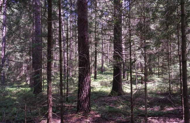 Tranquil Garden Apartment - Photo 36