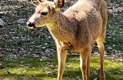 Yosemite Villa - log cabin with spectacular views & stargazing - Foto 67