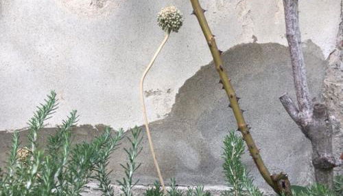 cascina lago - Foto 2