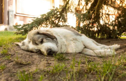 Ferienhaus Annerose - Foto 9