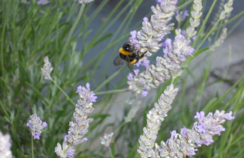 Apartments Gržanov - Photo 32