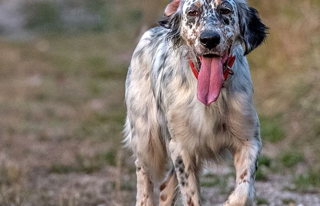 Setter House Agri Hotel - Foto 70