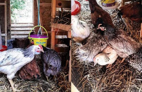 Smrek Sokolec Agroturystyka - Foto 34