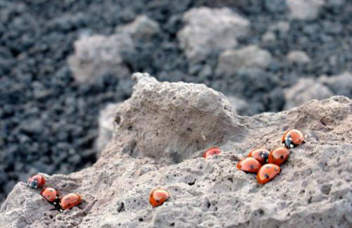 PetraSicula Apartment - Foto 66