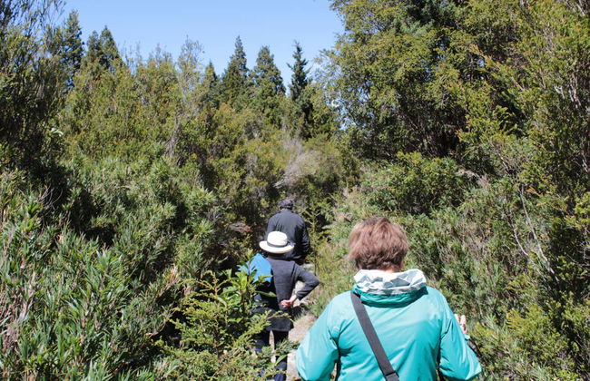 Alerce Costero National Park Day Trip - Photo 2