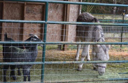 House on Acreage with Farm Animals in Bothell, Close to Seattle Bellevue Kirkland - Foto 40