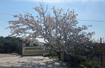 Apartman Tina - Photo 11