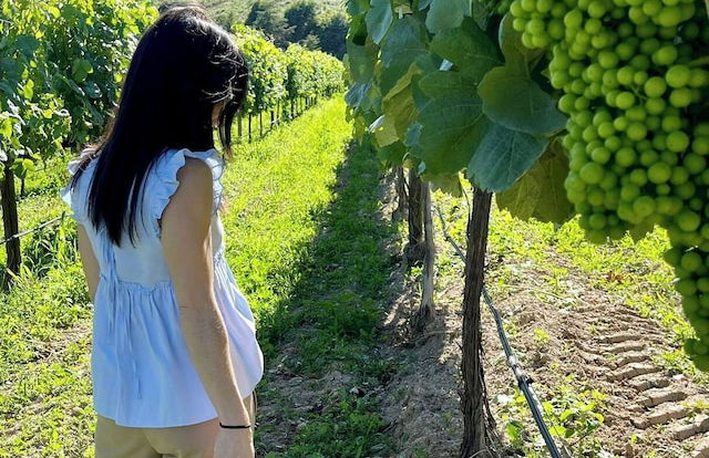 Quinta Picouto de Cima - Foto 13